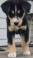 Teal, a male Bernese Mountain Dog and Siberian Husky for sale in Grant, MI – 4 of 10