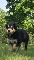 Blue, a male Bernese Mountain Dog and Siberian Husky for sale in Grant, MI – 2 of 9