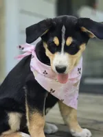 Watermelon, a female Bernese Mountain Dog and Siberian Husky for sale in Grant, MI – 3 of 9