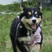 Blue eye , a female Bernese Mountain Dog and Siberian Husky for sale in Grant, MI – 3 of 9