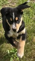 Teal, a male Bernese Mountain Dog and Siberian Husky for sale in Grant, MI – 2 of 10