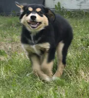 Blue, a male Bernese Mountain Dog and Siberian Husky for sale in Grant, MI – 6 of 9