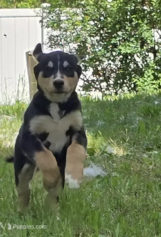Red – Bernese Mountain Dog, Siberian Husky puppy for sale in Grant, MI