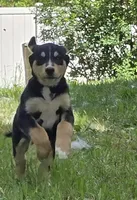 Red, a male Bernese Mountain Dog and Siberian Husky for sale in Grant, MI – 1 of 10
