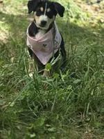 Watermelon, a female Bernese Mountain Dog and Siberian Husky for sale in Grant, MI – 5 of 9
