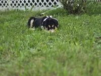 Pinky, a female Bernese Mountain Dog and Siberian Husky for sale in Grant, MI – 4 of 8