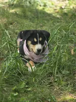 Watermelon, a female Bernese Mountain Dog and Siberian Husky for sale in Grant, MI – 8 of 9