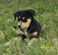 Red, a male Bernese Mountain Dog and Siberian Husky for sale in Grant, MI – 3 of 10