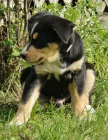 Teal, a male Bernese Mountain Dog and Siberian Husky for sale in Grant, MI – 7 of 10