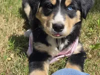 Blue eye , a female Bernese Mountain Dog and Siberian Husky for sale in Grant, MI – 7 of 9