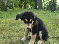 Blue, a male Bernese Mountain Dog and Siberian Husky for sale in Grant, MI – 9 of 9