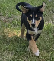 Red, a male Bernese Mountain Dog and Siberian Husky for sale in Grant, MI – 2 of 10