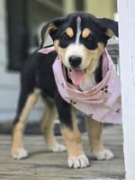 Watermelon, a female Bernese Mountain Dog and Siberian Husky for sale in Grant, MI – 2 of 9
