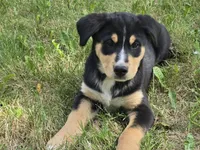 Red, a male Bernese Mountain Dog and Siberian Husky for sale in Grant, MI – 8 of 10