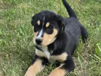 Red, a male Bernese Mountain Dog and Siberian Husky for sale in Grant, MI – 7 of 10