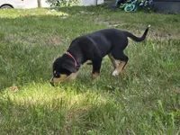 Red, a male Bernese Mountain Dog and Siberian Husky for sale in Grant, MI – 10 of 10