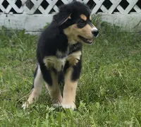 Blue, a male Bernese Mountain Dog and Siberian Husky for sale in Grant, MI – 4 of 9