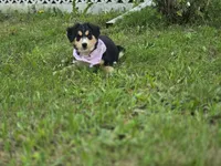Pinky, a female Bernese Mountain Dog and Siberian Husky for sale in Grant, MI – 6 of 8