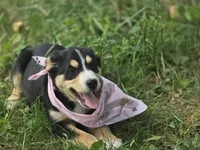 Watermelon, a female Bernese Mountain Dog and Siberian Husky for sale in Grant, MI – 6 of 9