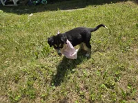 Pinky, a female Bernese Mountain Dog and Siberian Husky for sale in Grant, MI – 3 of 8