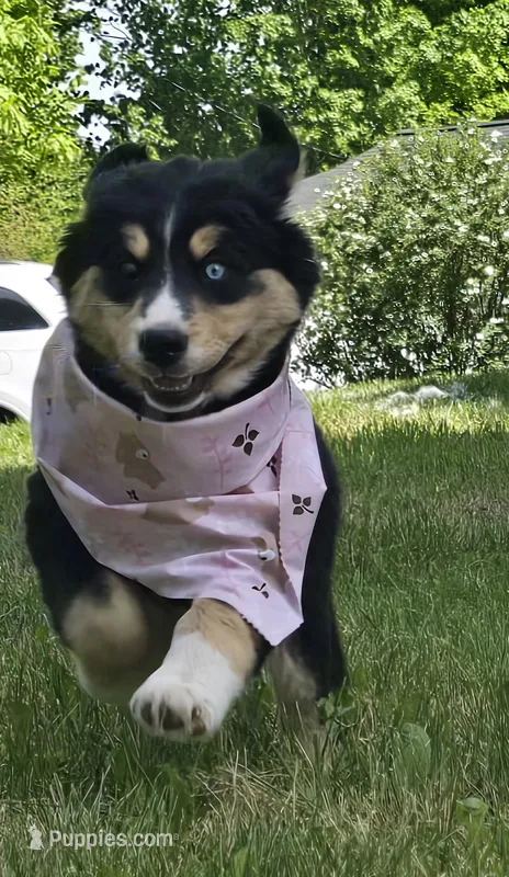 Blue eye  – Bernese Mountain Dog, Siberian Husky puppy for sale in Grant, MI