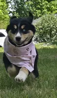 Blue eye , a female Bernese Mountain Dog and Siberian Husky for sale in Grant, MI – 1 of 9