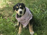 Watermelon, a female Bernese Mountain Dog and Siberian Husky for sale in Grant, MI – 9 of 9