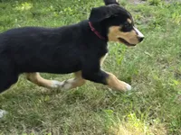 Red, a male Bernese Mountain Dog and Siberian Husky for sale in Grant, MI – 6 of 10