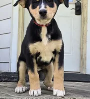 Red, a male Bernese Mountain Dog and Siberian Husky for sale in Grant, MI – 4 of 10