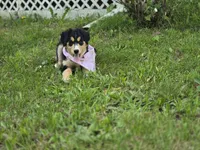 Pinky, a female Bernese Mountain Dog and Siberian Husky for sale in Grant, MI – 8 of 8