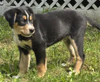 Teal, a male Bernese Mountain Dog and Siberian Husky for sale in Grant, MI – 9 of 10