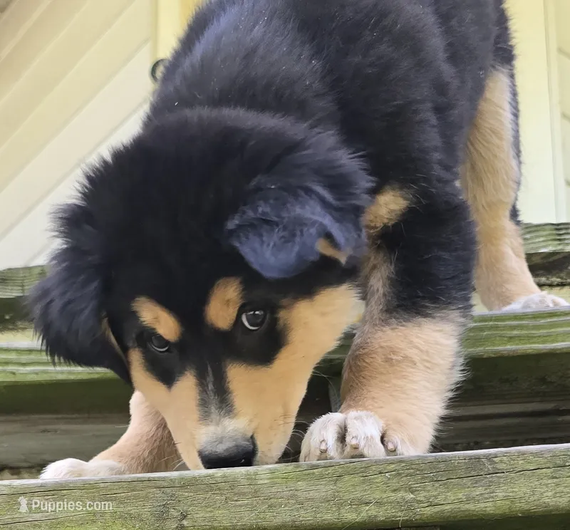 Blue – Bernese Mountain Dog, Siberian Husky puppy for sale in Grant, MI