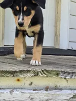 Red, a male Bernese Mountain Dog and Siberian Husky for sale in Grant, MI – 5 of 10