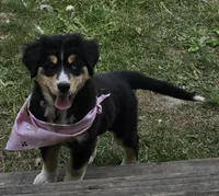 Blue eye , a female Bernese Mountain Dog and Siberian Husky for sale in Grant, MI – 4 of 9