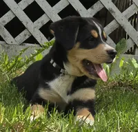 Teal, a male Bernese Mountain Dog and Siberian Husky for sale in Grant, MI – 5 of 10