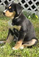 Teal, a male Bernese Mountain Dog and Siberian Husky for sale in Grant, MI – 8 of 10