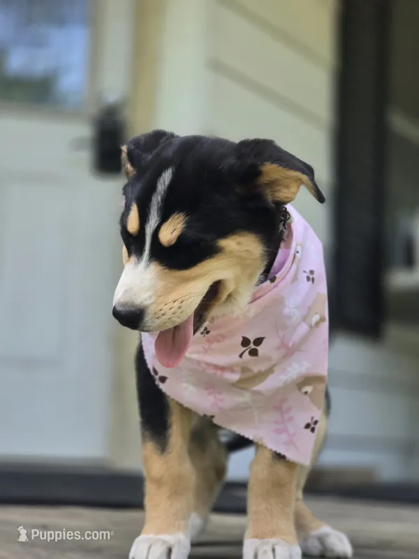 Watermelon – Bernese Mountain Dog, Siberian Husky puppy for sale in Grant, MI