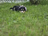 Pinky, a female Bernese Mountain Dog and Siberian Husky for sale in Grant, MI – 5 of 8