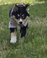 Blue eye , a female Bernese Mountain Dog and Siberian Husky for sale in Grant, MI – 2 of 9
