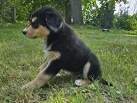 Blue, a male Bernese Mountain Dog and Siberian Husky for sale in Grant, MI – 8 of 9