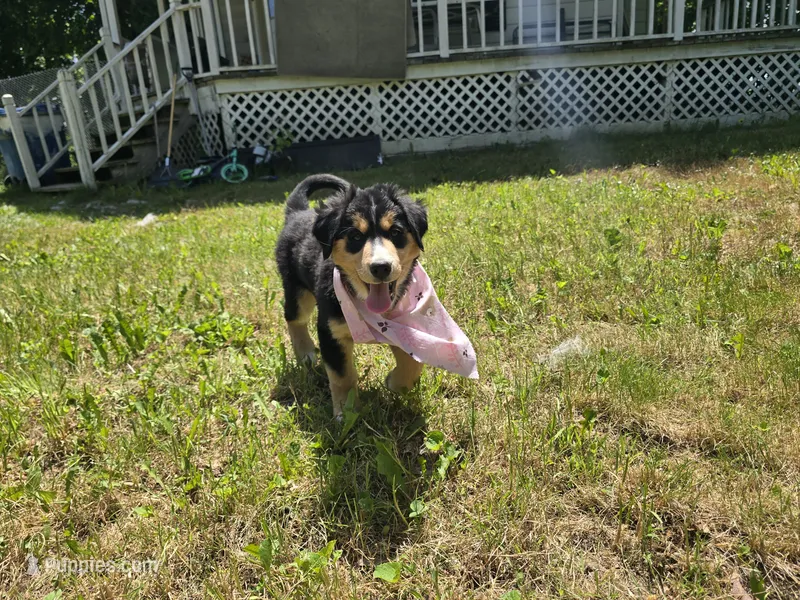 Pinky – Bernese Mountain Dog, Siberian Husky puppy for sale in Grant, MI