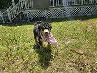 Pinky, a female Bernese Mountain Dog and Siberian Husky for sale in Grant, MI – 1 of 8