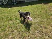 Pinky, a female Bernese Mountain Dog and Siberian Husky for sale in Grant, MI – 2 of 8