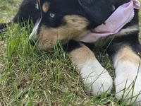 Blue eye , a female Bernese Mountain Dog and Siberian Husky for sale in Grant, MI – 9 of 9