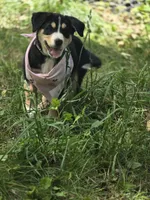 Watermelon, a female Bernese Mountain Dog and Siberian Husky for sale in Grant, MI – 4 of 9