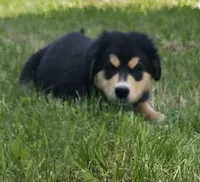 Blue, a male Bernese Mountain Dog and Siberian Husky for sale in Grant, MI – 5 of 9