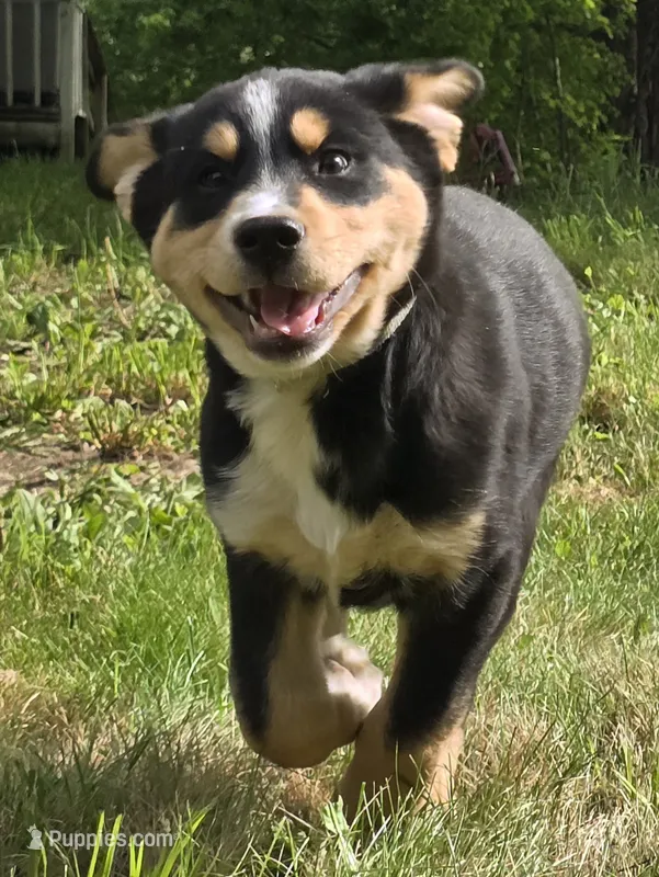Teal – Bernese Mountain Dog, Siberian Husky puppy for sale in Grant, MI