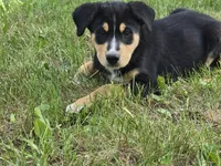 Red, a male Bernese Mountain Dog and Siberian Husky for sale in Grant, MI – 9 of 10