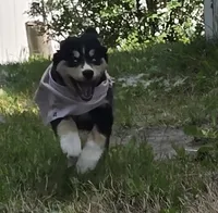 Blue eye , a female Bernese Mountain Dog and Siberian Husky for sale in Grant, MI – 6 of 9
