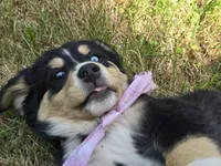 Blue eye , a female Bernese Mountain Dog and Siberian Husky for sale in Grant, MI – 8 of 9